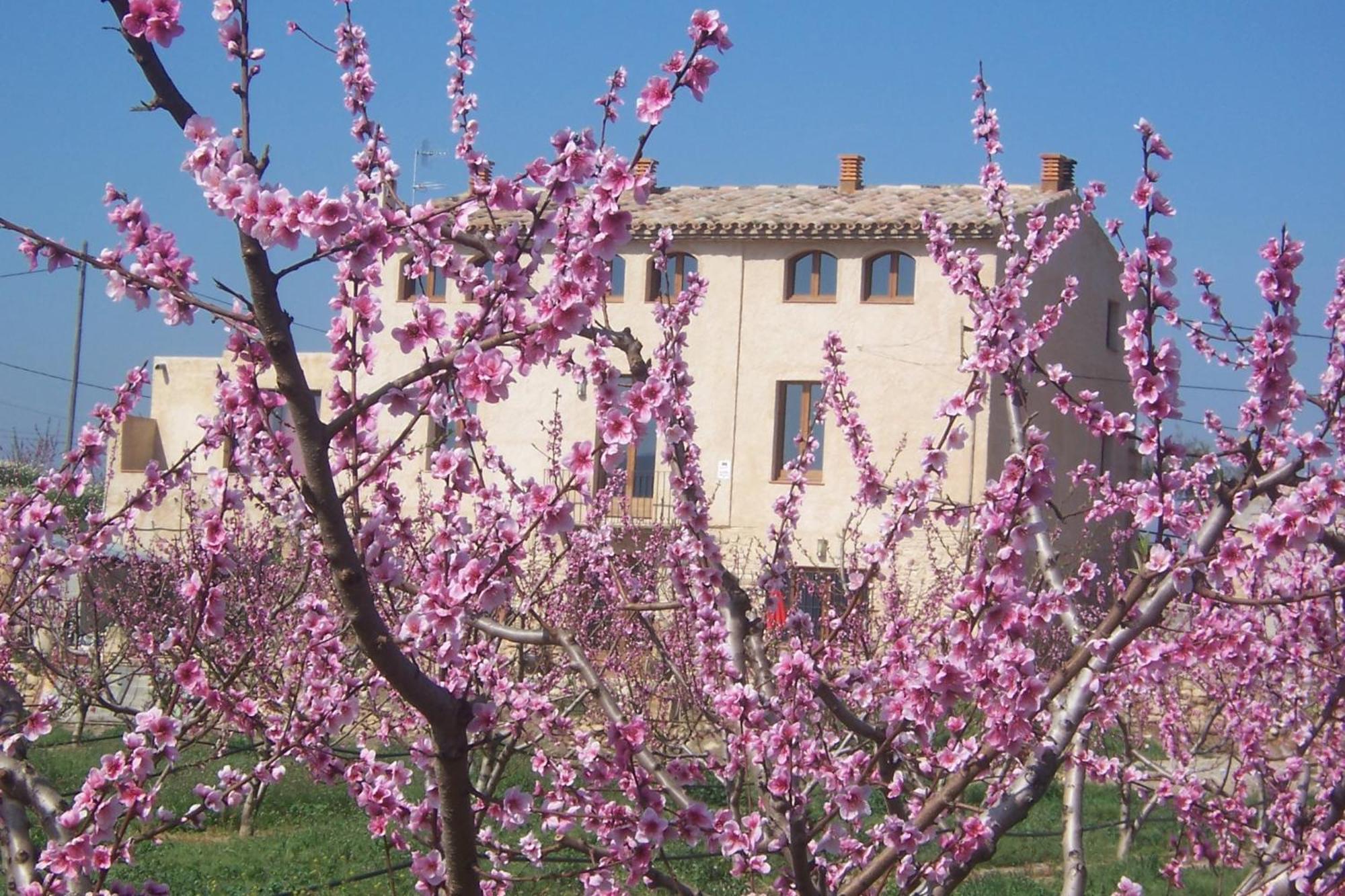 Mas Taniet Hotel Rural Benissanet ภายนอก รูปภาพ